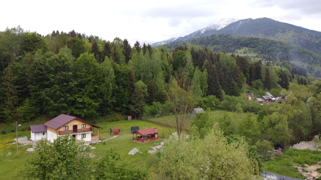 Pensiunea Floare De Colt Moisei Buitenkant foto