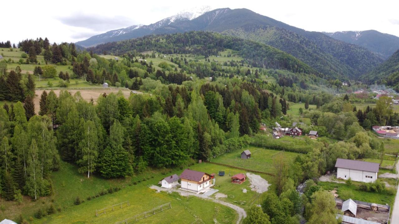 Pensiunea Floare De Colt Moisei Buitenkant foto